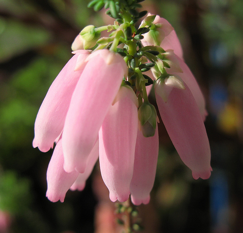 Breast Cancer – Part II: Clearing Away of Unresolved Emotions