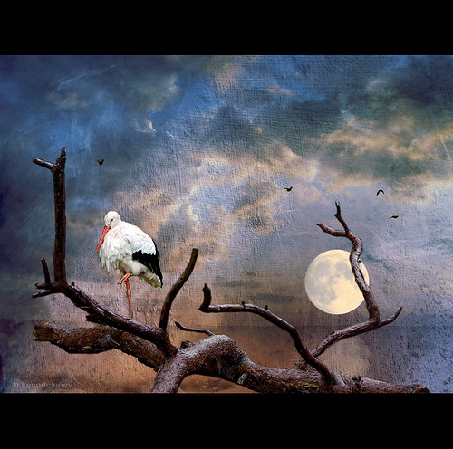 Stork Moon