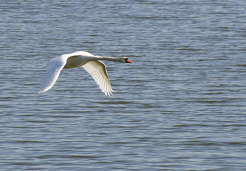 Flying Swan over water