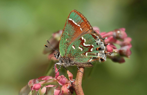 Juniper Hairstreak on Blueberry