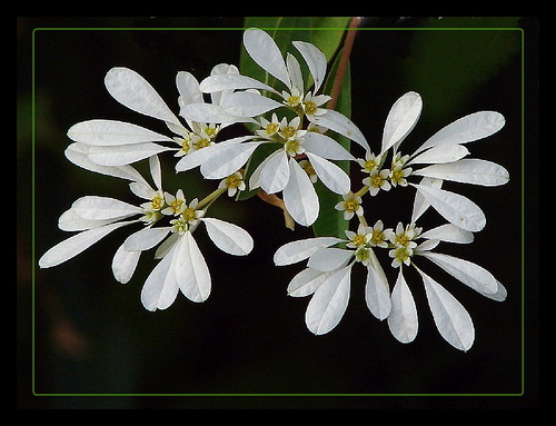 Snow-flakes bush