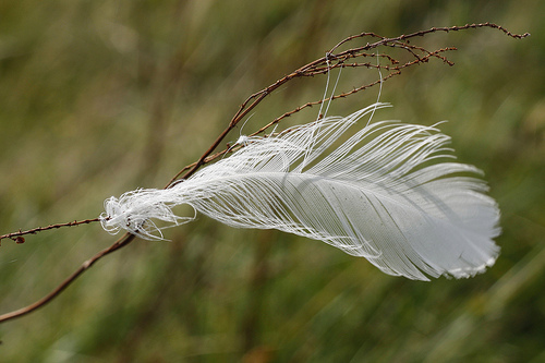 Feather