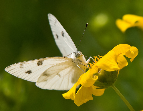 White Buterfly