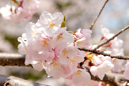 Beautiful flowers