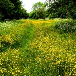 Beautiful Meadow