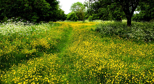 Beautiful Meadow