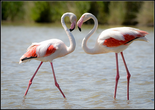 Flamingos' heart