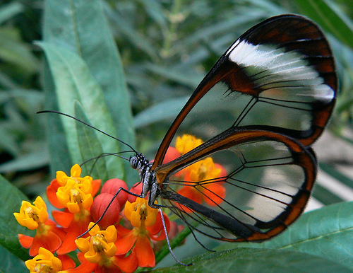 the wings-become-windows butterfly