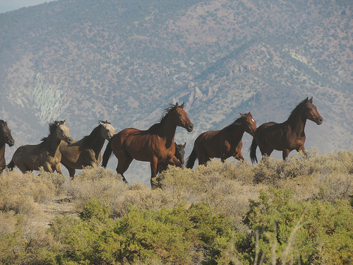 A close up of wild horses being gathered