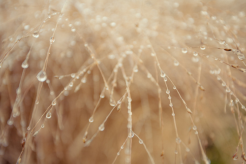 Raindrops