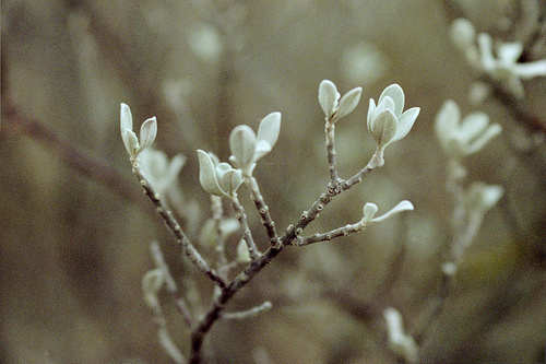 White Sage