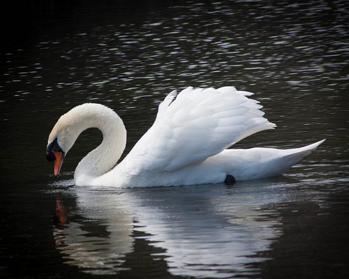 Beautiful Swan