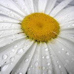 After the Rain on the Daisy a Study in white