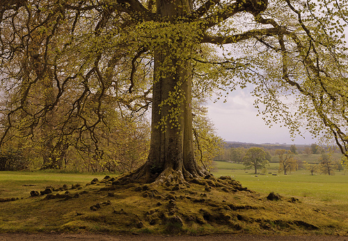 Energy Cleansing, Grounding and Protection