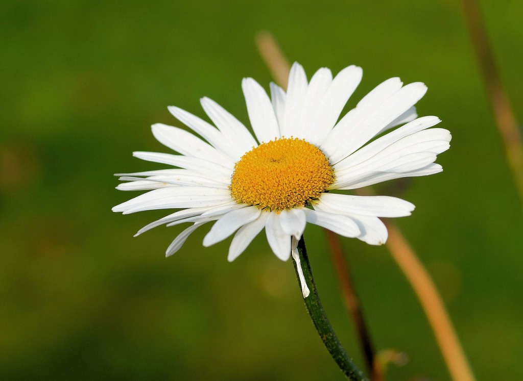 marguerite