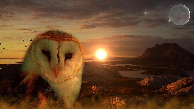 Reiki Owl Meditation