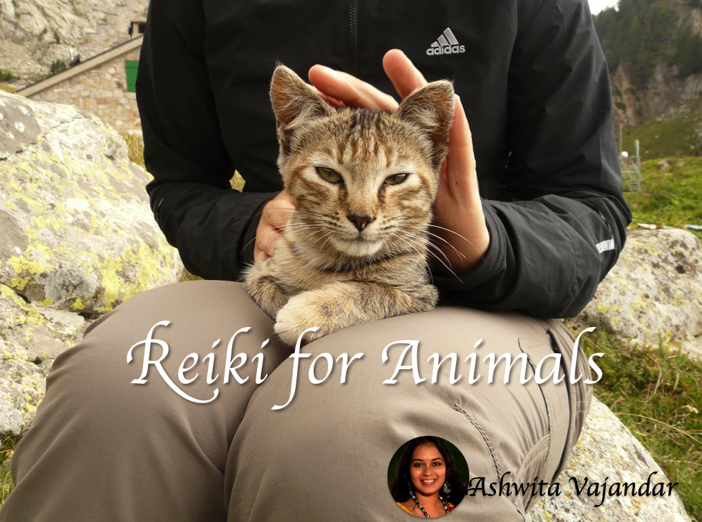 Reiki for Animals