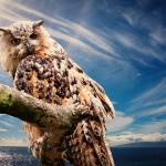 Owl Energy & Reiki