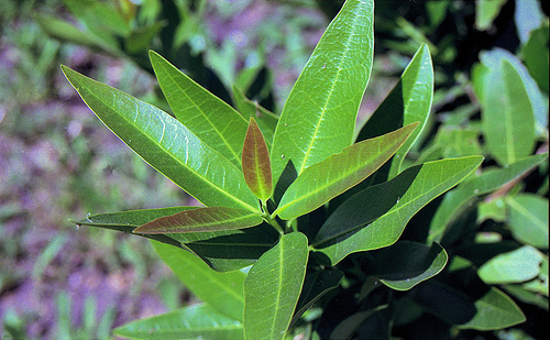 Healing with Bay Leaf