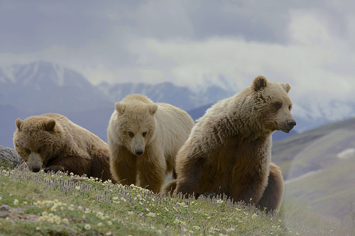 Embracing Your Power With Reiki & Bear Energy