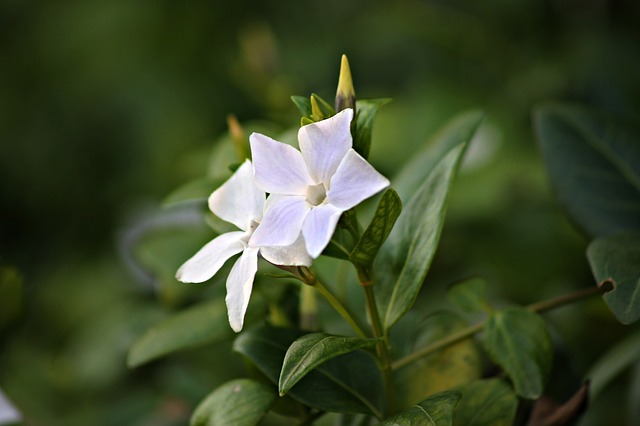 Purifying Routine With Reiki & Gardenias