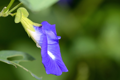 Butterfly Pea flower Thai Herb