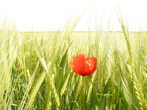 Using Reiki for an Angry Heart