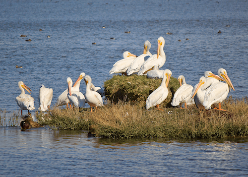 Pelican Symbolism