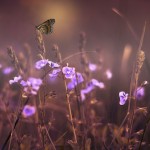 Reiki and Intention