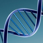 All about DNA strands activation