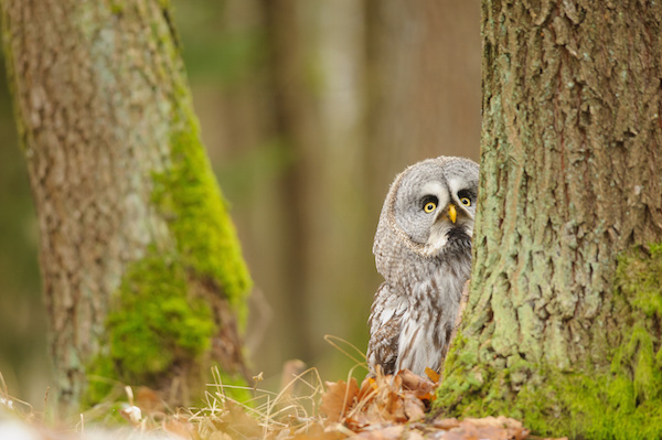 What Animal Reiki can Teach Us