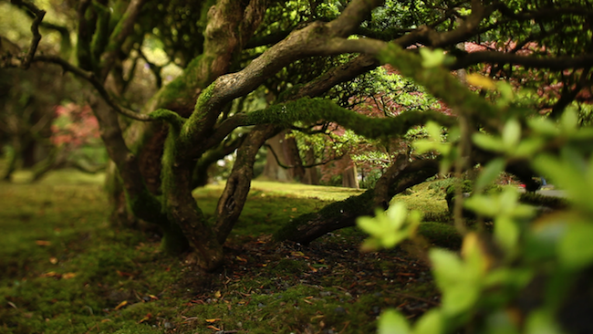 Japan Garden