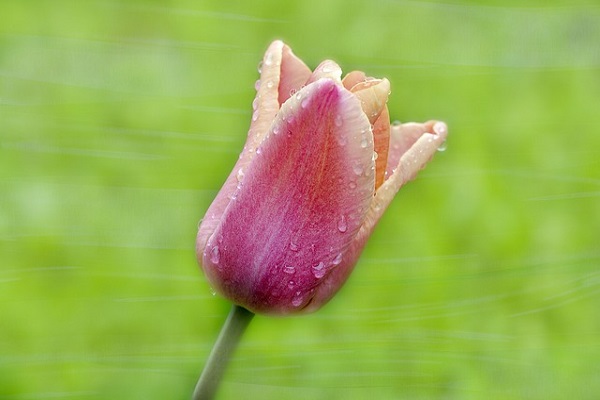 Tulip Passion Reik