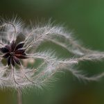 Which Reiki Lineage Is the Authentic One