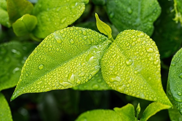 Reiki with leaves of Spring