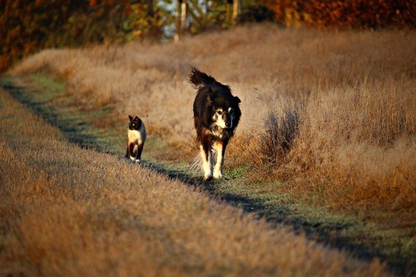 Reiki and Animals in Need