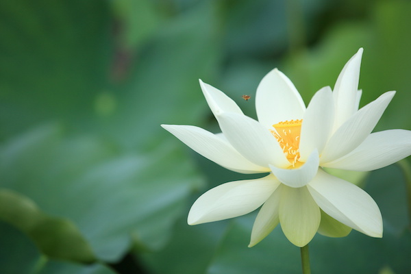 The Jewel Is in the Lotus – Number 44