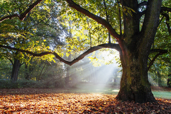 Mother Earth in the Reiki Session