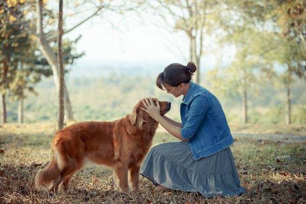 Animal Reiki - Healing Insights