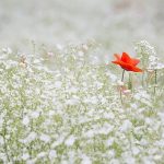 Reiki for Traumatic Events