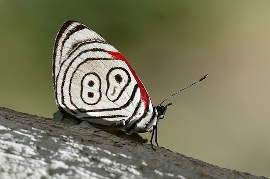 Spiritual Number 88 – Sexual Transmutation