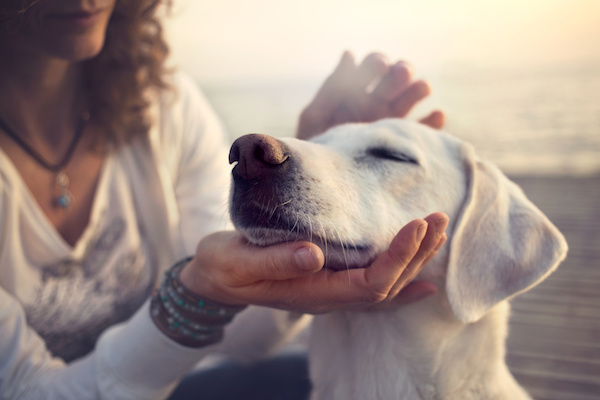 Soothing Anxious Pets with Reiki and Plant Energy