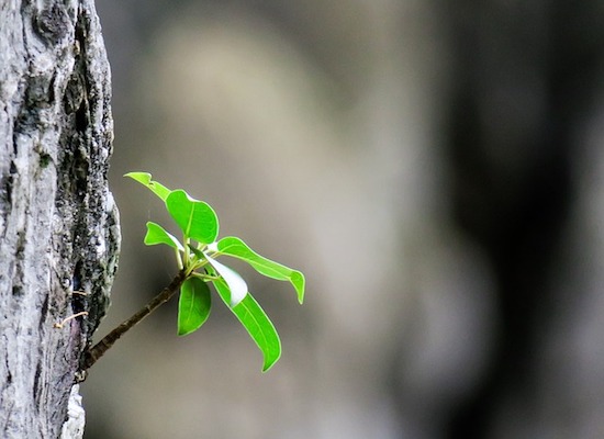 The Miracles of Reiki In My Life