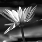 The Reiki Libation