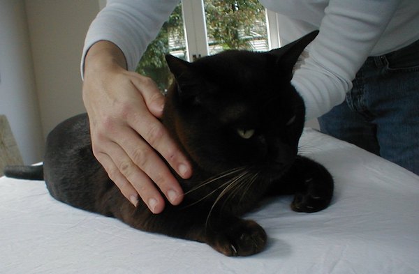 Attuning Animals to Reiki