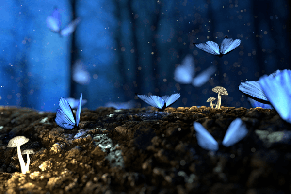 7 Signs Showing the Presence of Fairies around You