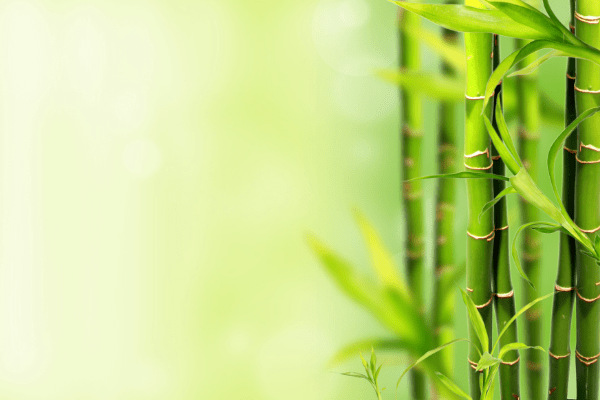 Reiki – An Analogy With The Bamboo – Reiki Rays