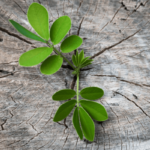 5 Steps You Can Make to Heal Trauma with Reiki