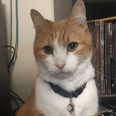 Animal Reiki and Transitions