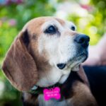 Reiki Precepts Exemplified in an Old Dog